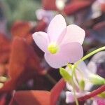 Oxalis triangularis Blüte