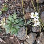 Arabidopsis arenosa Flor