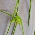 Carex retrorsa ᱥᱟᱠᱟᱢ