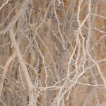 Faidherbia albida Rinde