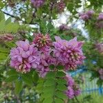 Robinia hispida 花