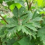 Rubus nemoralisपत्ता