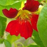 Tropaeolum minus Flower