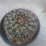 Mammillaria heyderi Fuelha