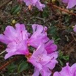 Rhododendron lapponicum Kwiat