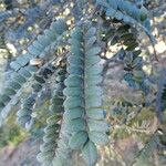 Sophora denudata Hoja