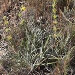 Phlomis lychnitis Hábitos