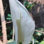 Spathiphyllum friedrichsthalii Kvet