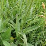Cirsium pannonicum Liść