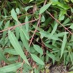 Angophora costata पत्ता