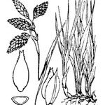 Carex atrofusca 其他