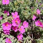 Cistus crispus Kwiat