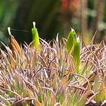 Deuterocohnia brevifolia Flower