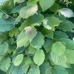 Corylus cornuta 叶