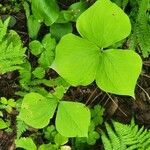 Trillium flexipes Liść