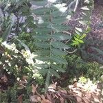 Schinus molle 葉