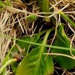 Pyrola minor Leaf