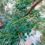 Coronilla valentina Blatt