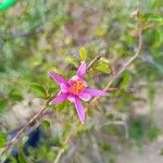 Grewia occidentalis फूल