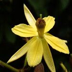 Ancistrocarpus densispinosus Květ