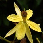 Ancistrocarpus densispinosus Flower