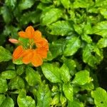 Crossandra infundibuliformis Blüte