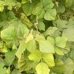 Neustanthus phaseoloides पत्ता