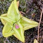 Pinguicula calyptrata Hoja
