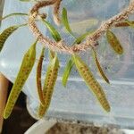 Microgramma vacciniifolia 葉