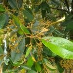 Quadrella odoratissima പുഷ്പം