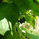 Smilax tamnoides Frucht