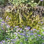 Phacelia bipinnatifida Hábitos