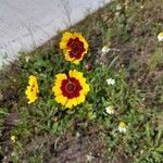 Coreopsis tinctoria花