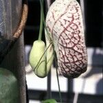 Aristolochia grandiflora Flors