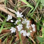 Allium neapolitanumBlüte