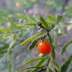 Daphne gnidium Fruit