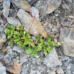 Arabis alpina Alkat (teljes növény)