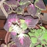 Coleus scutellarioidesLeaf