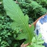 Cirsium oleraceum Blad