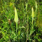 Tragopogon dubius Flor