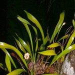 Maxillaria egertoniana Іншае