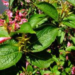 Weigela florida Folha