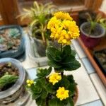 Kalanchoe blossfeldianaКветка