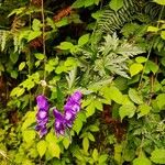 Aconitum napellusBlad