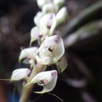 Polystachya elegans Flower