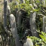 Cleistocactus hyalacanthus Pokrój