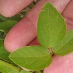 Rhynchosia minima Leaf