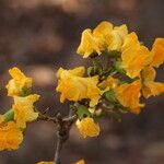Pterocarpus angolensis Flor