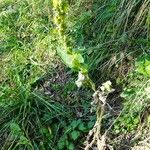 Verbascum thapsus Plante entière