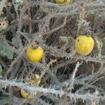 Solanum incanum Fruit